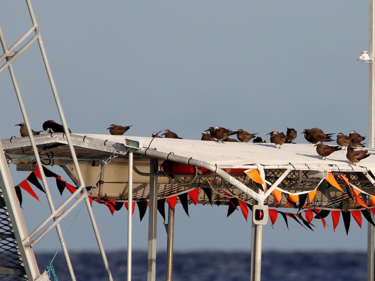 Brown Noddy - ML620433327