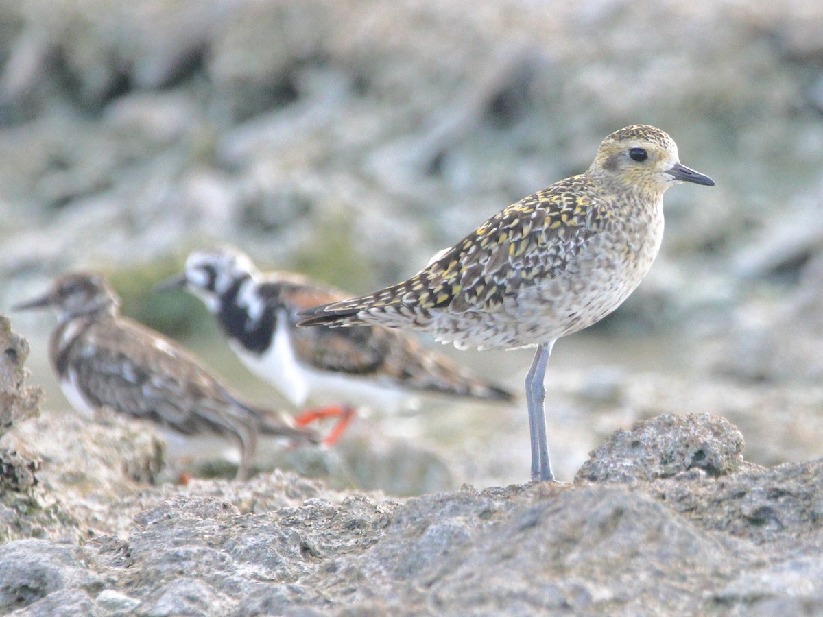 Pacific Golden-Plover - ML620433338