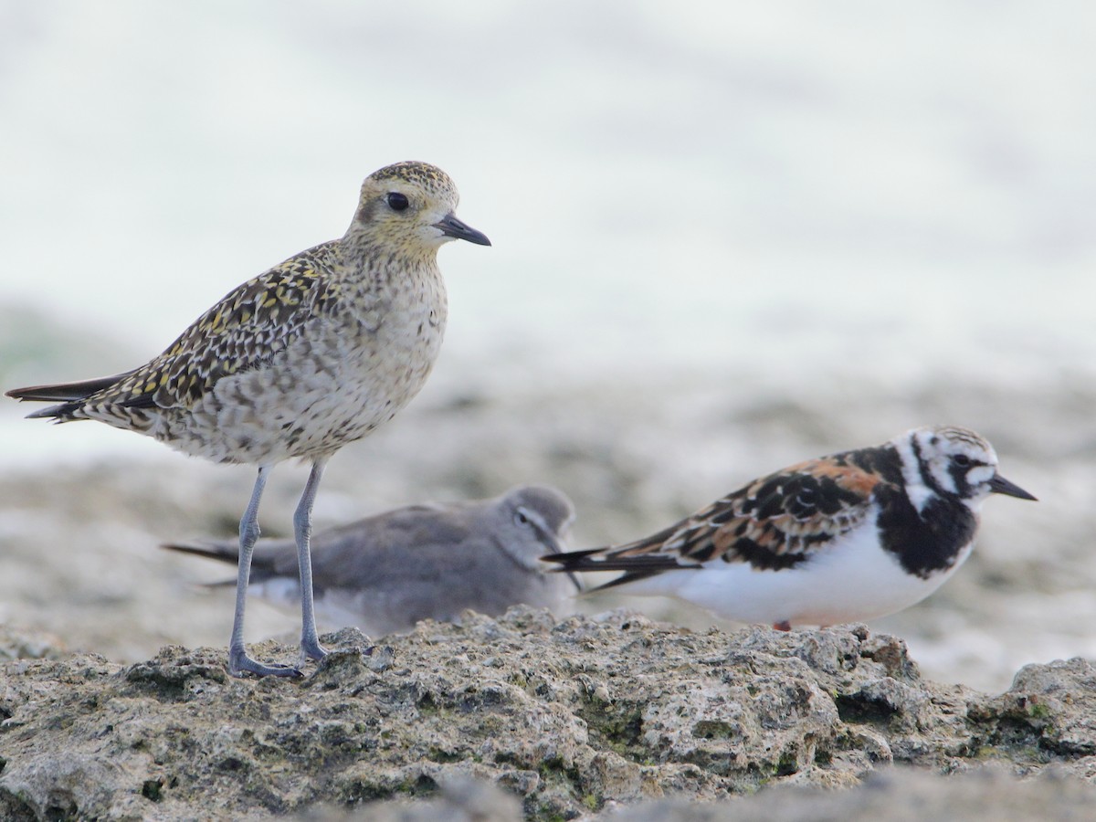 Pacific Golden-Plover - ML620433339