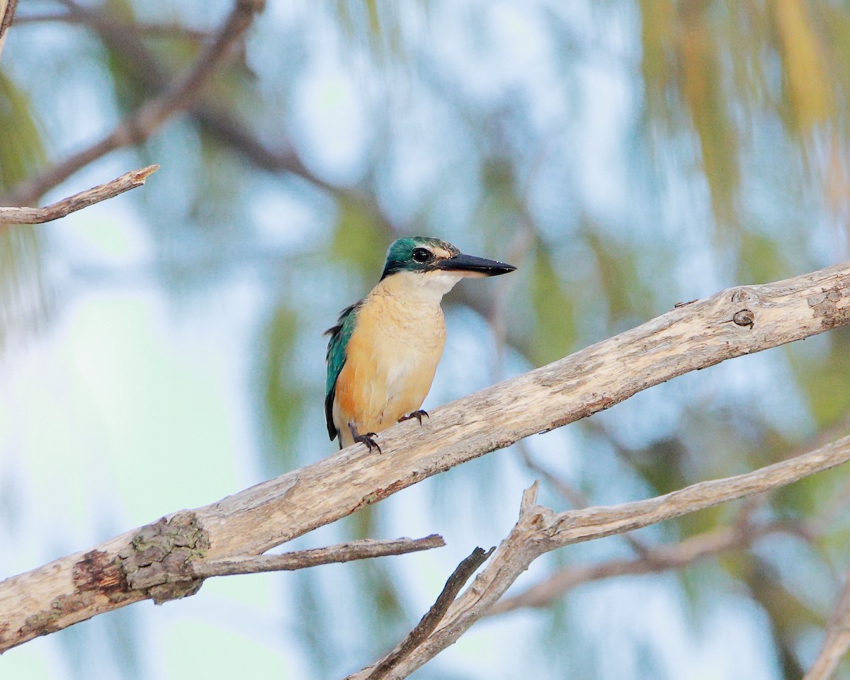 Sacred Kingfisher - ML620433340