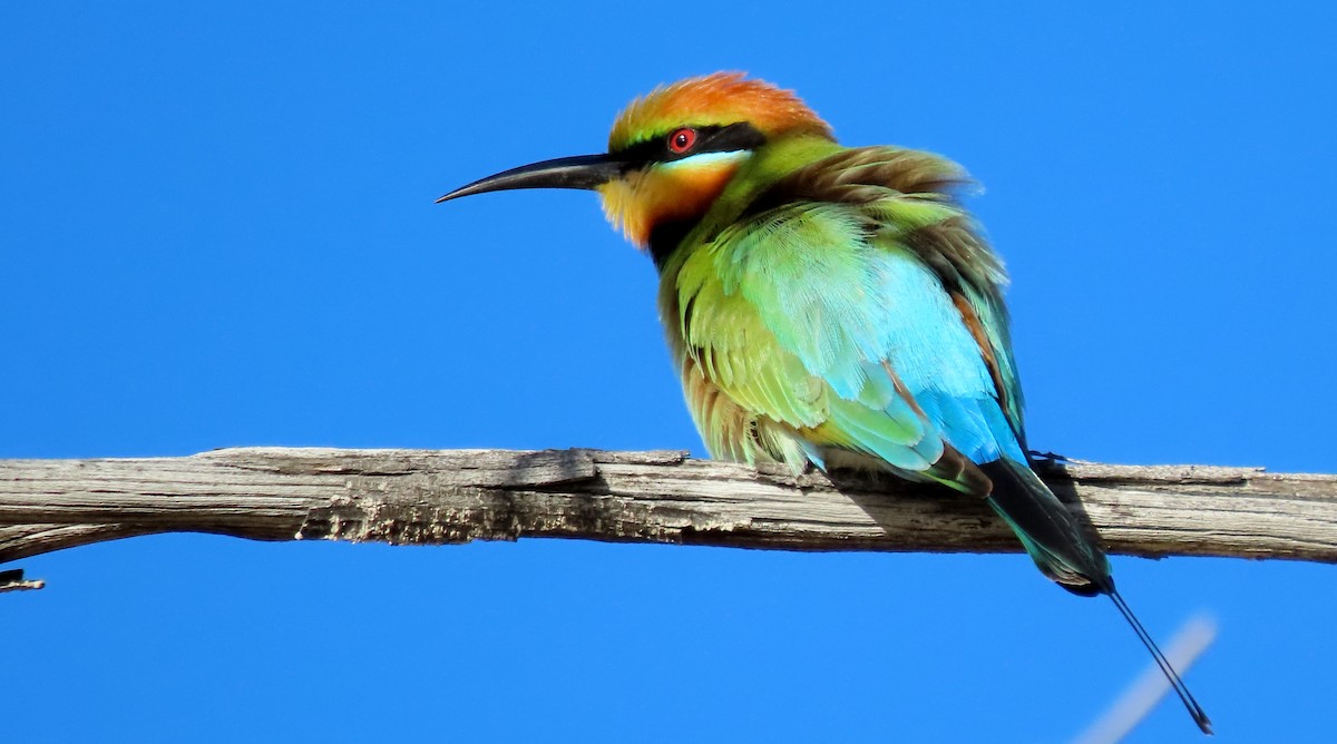 Rainbow Bee-eater - ML620433343