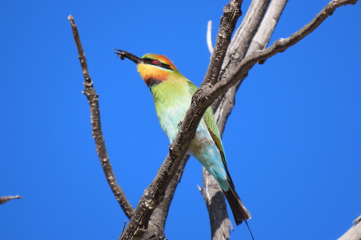 Rainbow Bee-eater - ML620433347