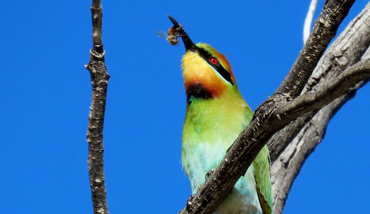 Rainbow Bee-eater - ML620433356