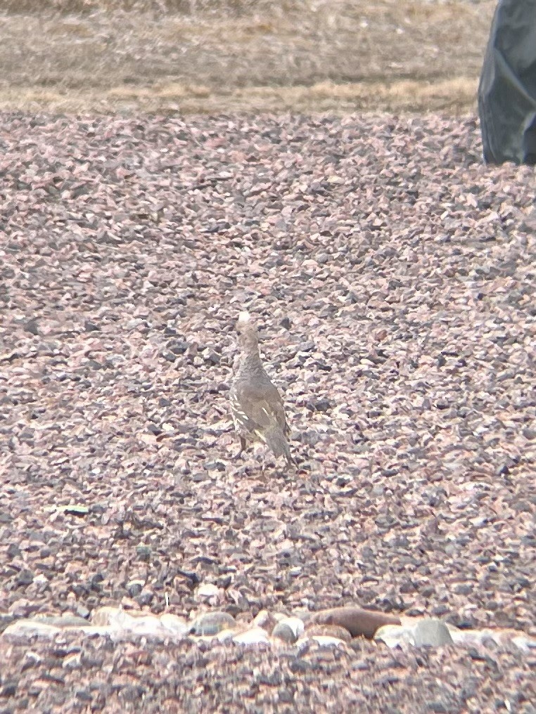 Scaled Quail - James Kachline