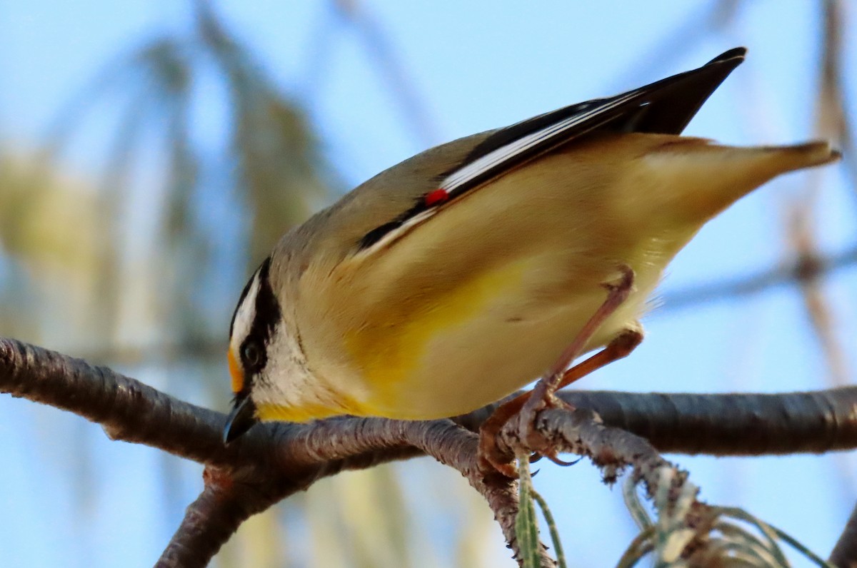 Streifenpanthervogel - ML620433365