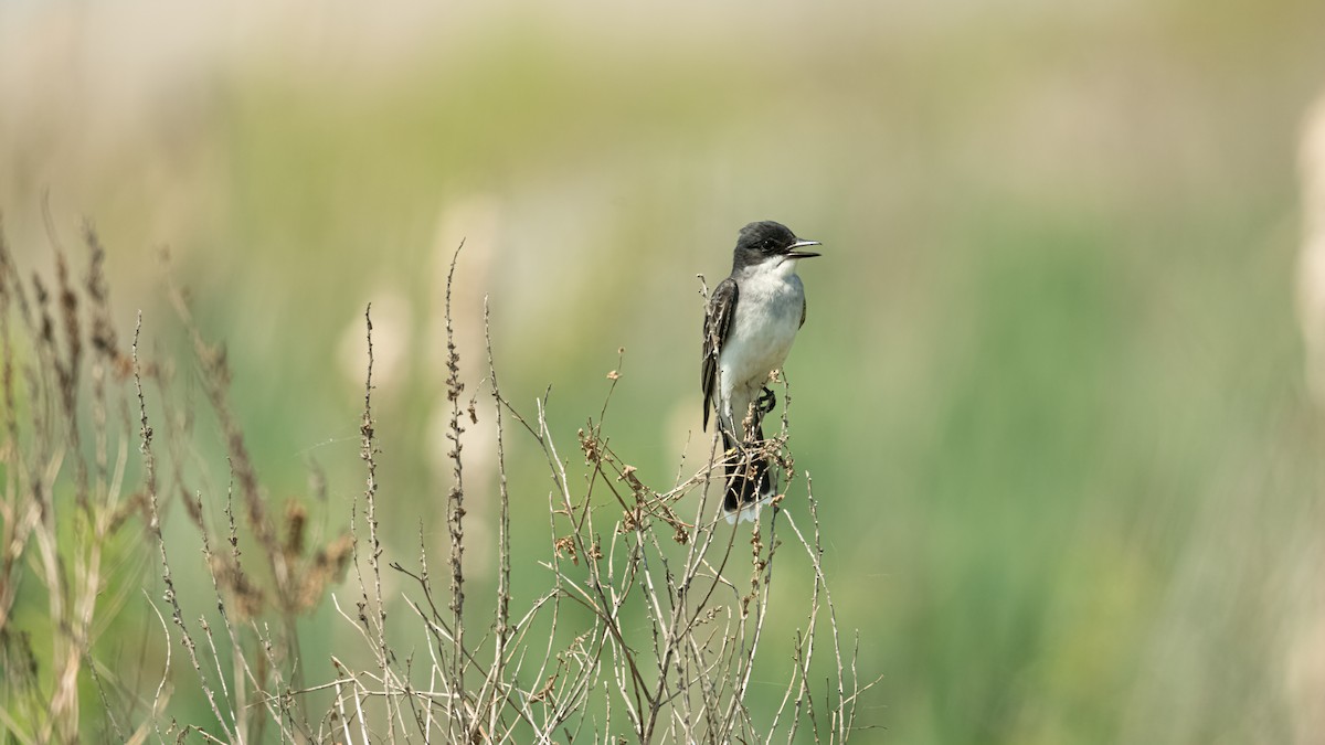 Eastern Kingbird - ML620433366