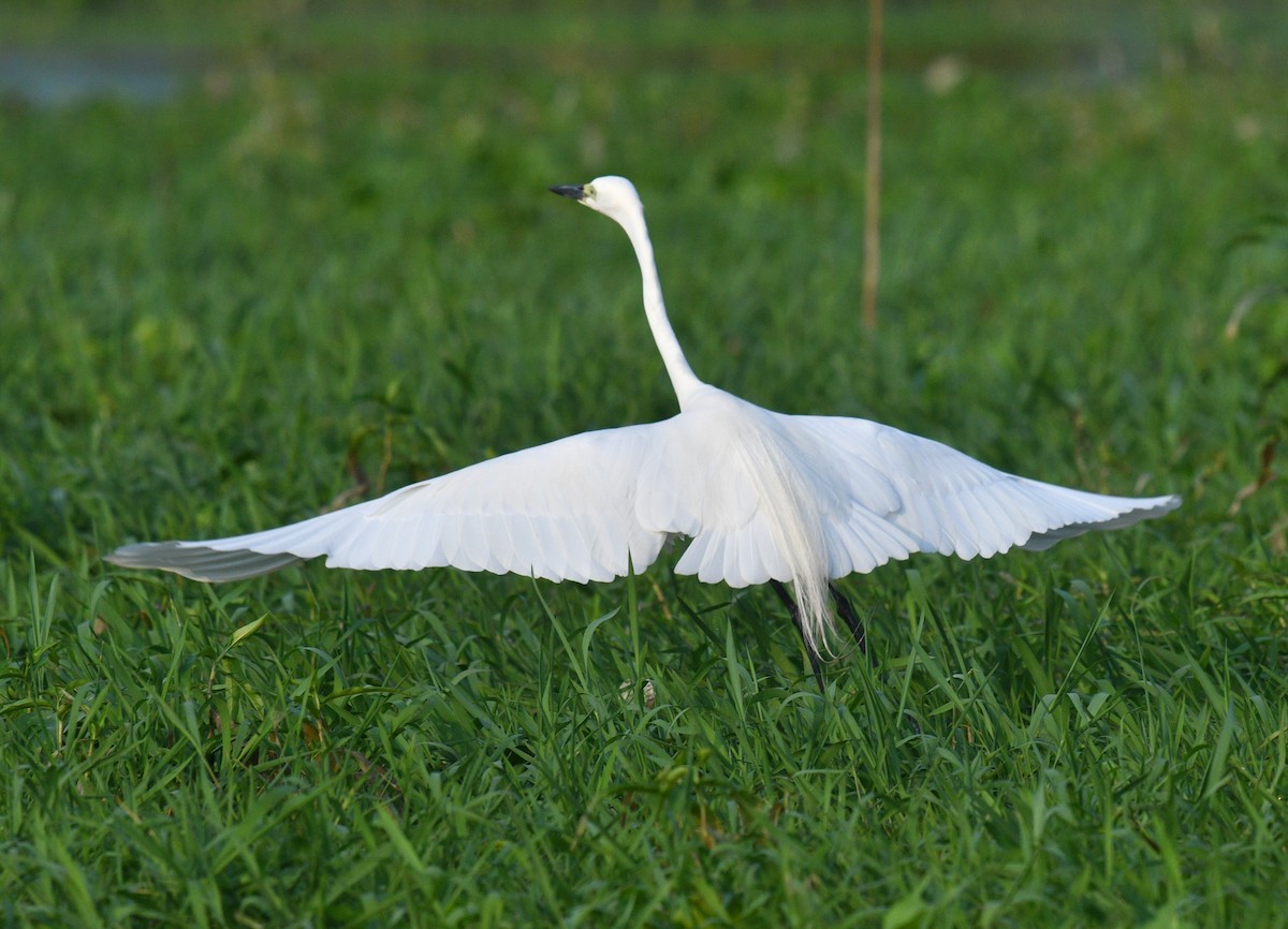 Medium Egret - ML620433368