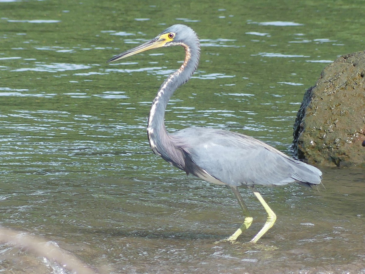 Tricolored Heron - ML620433381