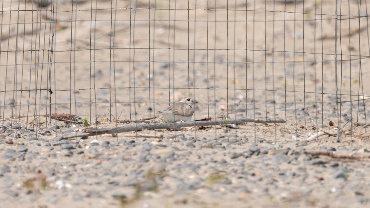 Piping Plover - ML620433383