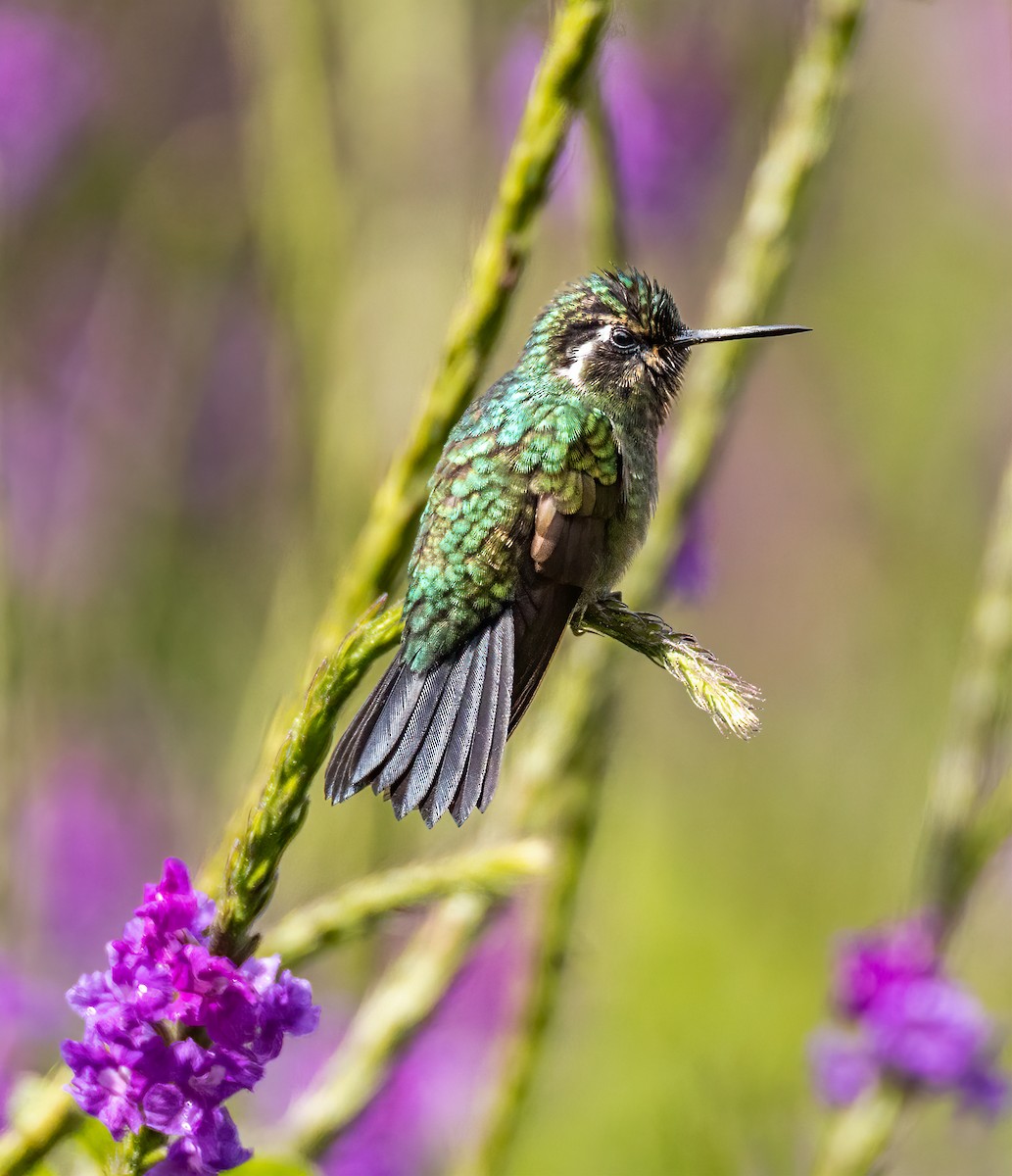 Colibri à gorge pourprée - ML620433384