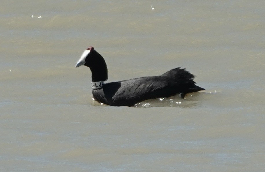 Red-knobbed Coot - ML620433385