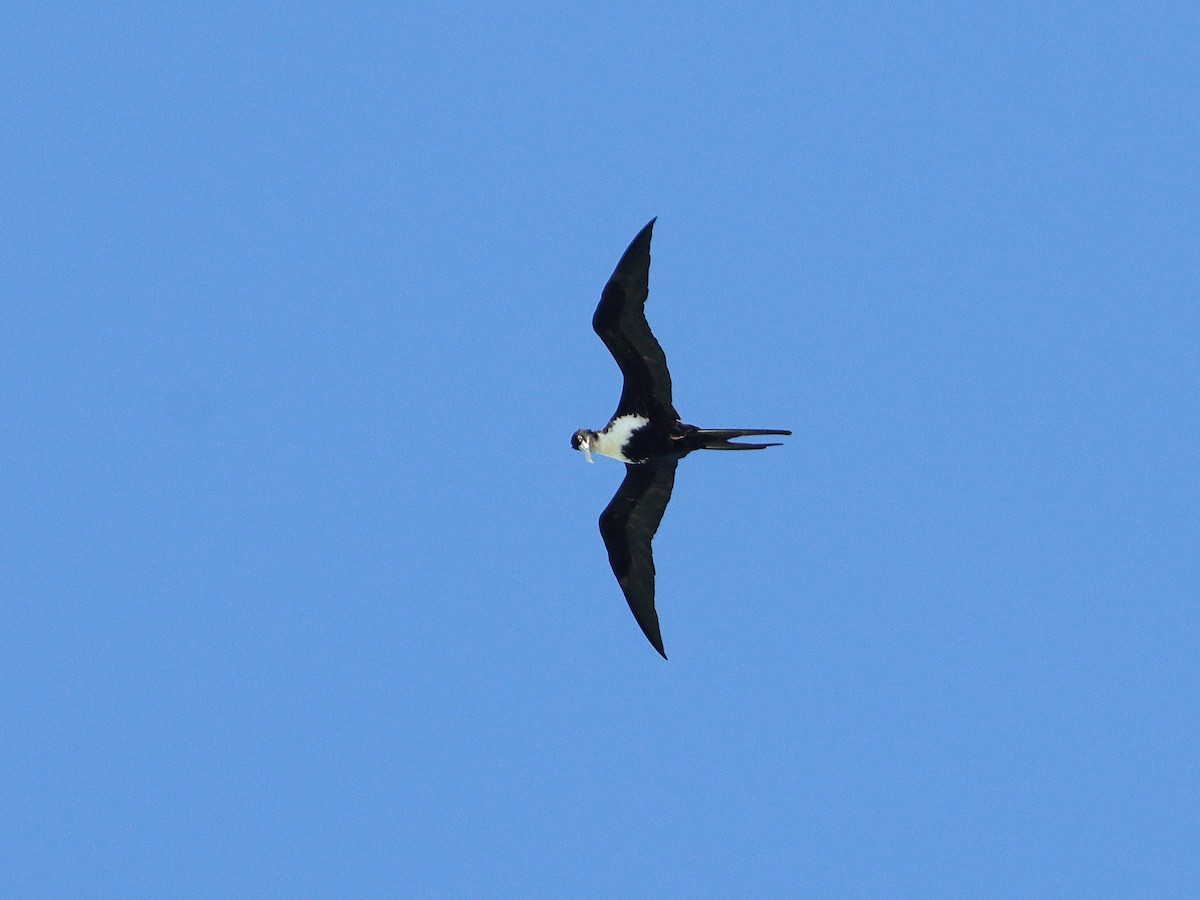 Lesser Frigatebird - ML620433388