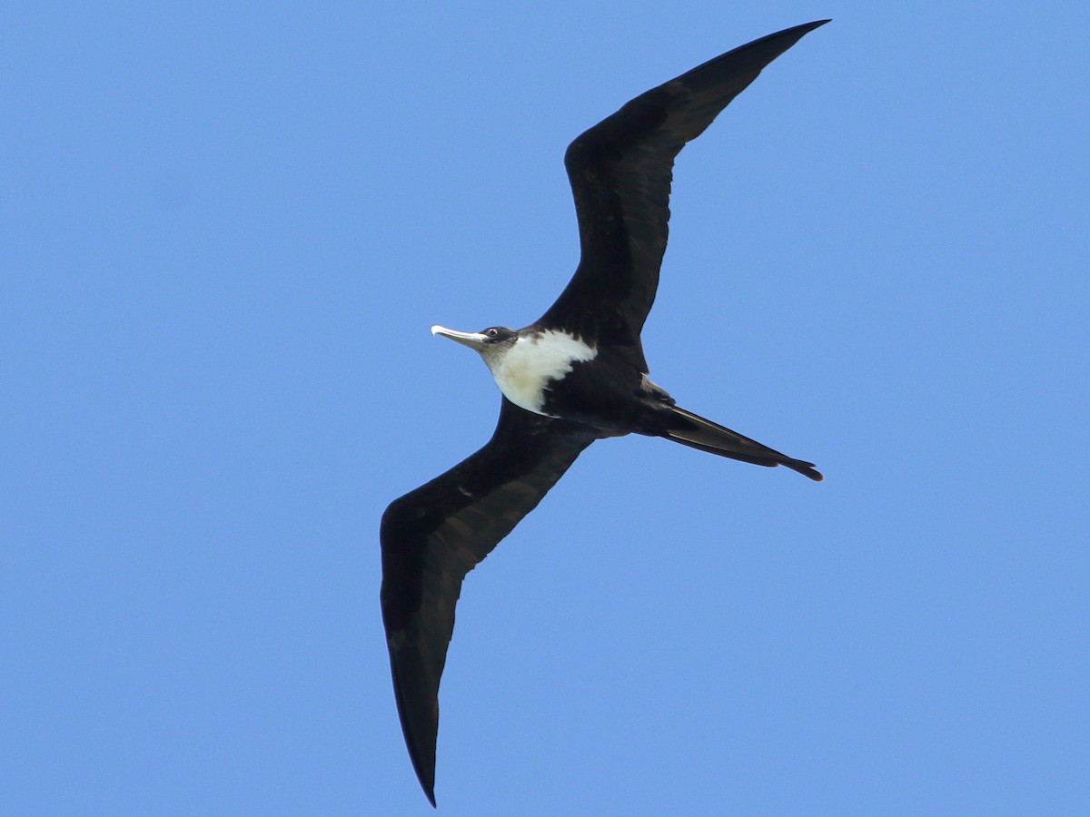 Lesser Frigatebird - ML620433389