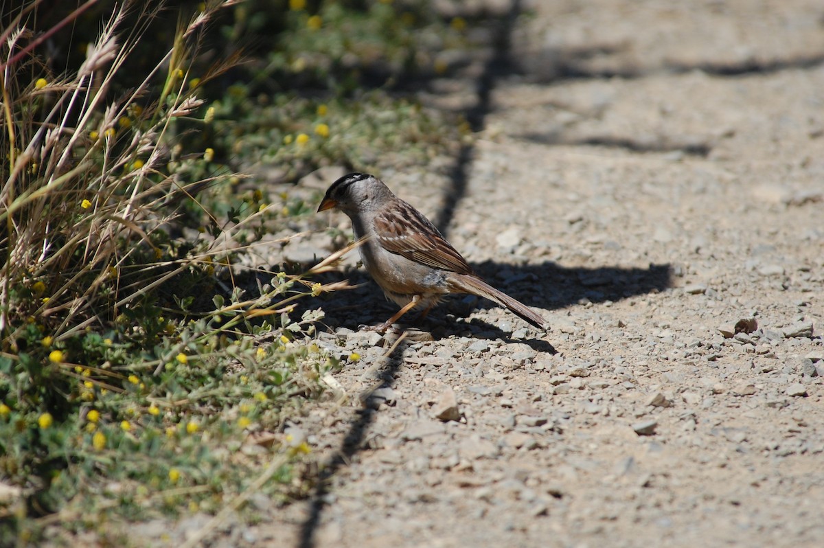 White-crowned Sparrow (nuttalli) - ML620433399