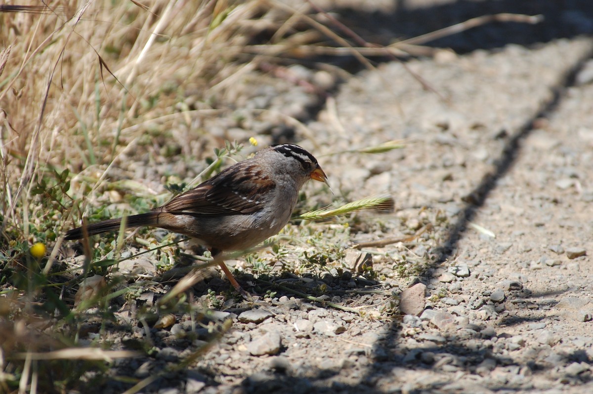 White-crowned Sparrow (nuttalli) - ML620433401