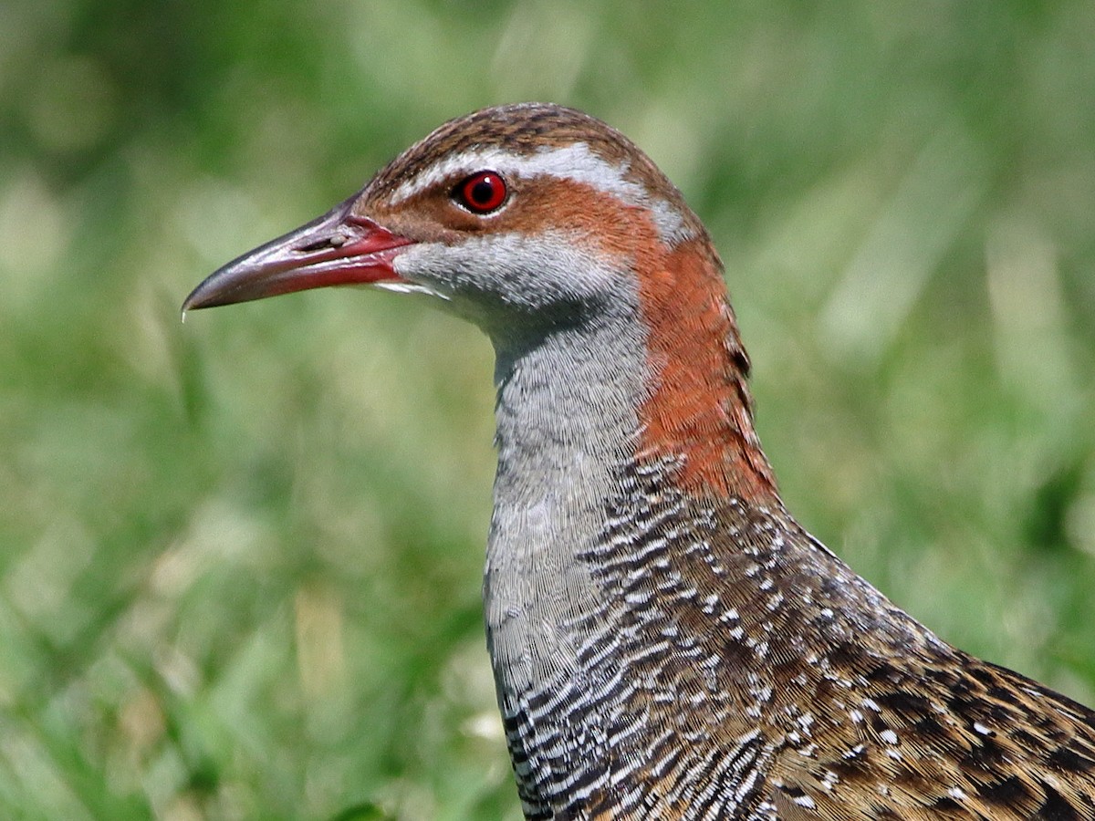 Buff-banded Rail - ML620433413