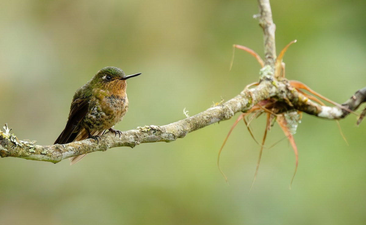 kolibřík dřišťálový (ssp. tyrianthina/quitensis) - ML620433417