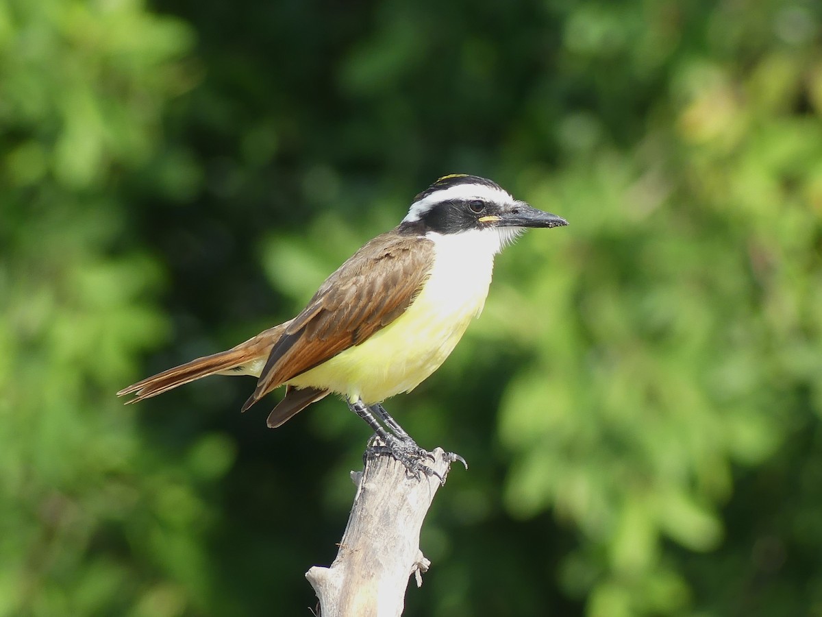 Great Kiskadee - ML620433419