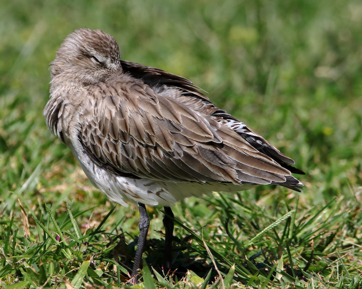 Bar-tailed Godwit - Rolo Rodsey