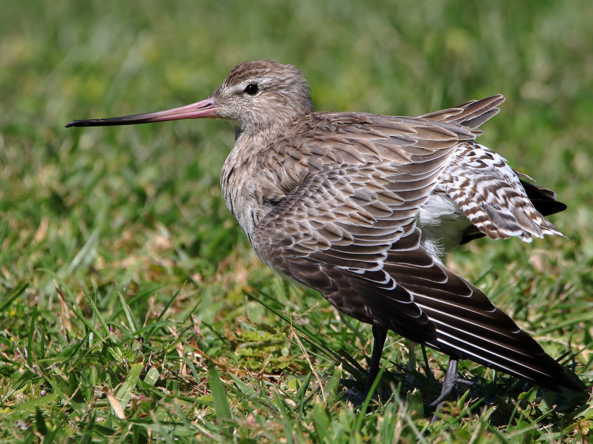 Bar-tailed Godwit - ML620433426