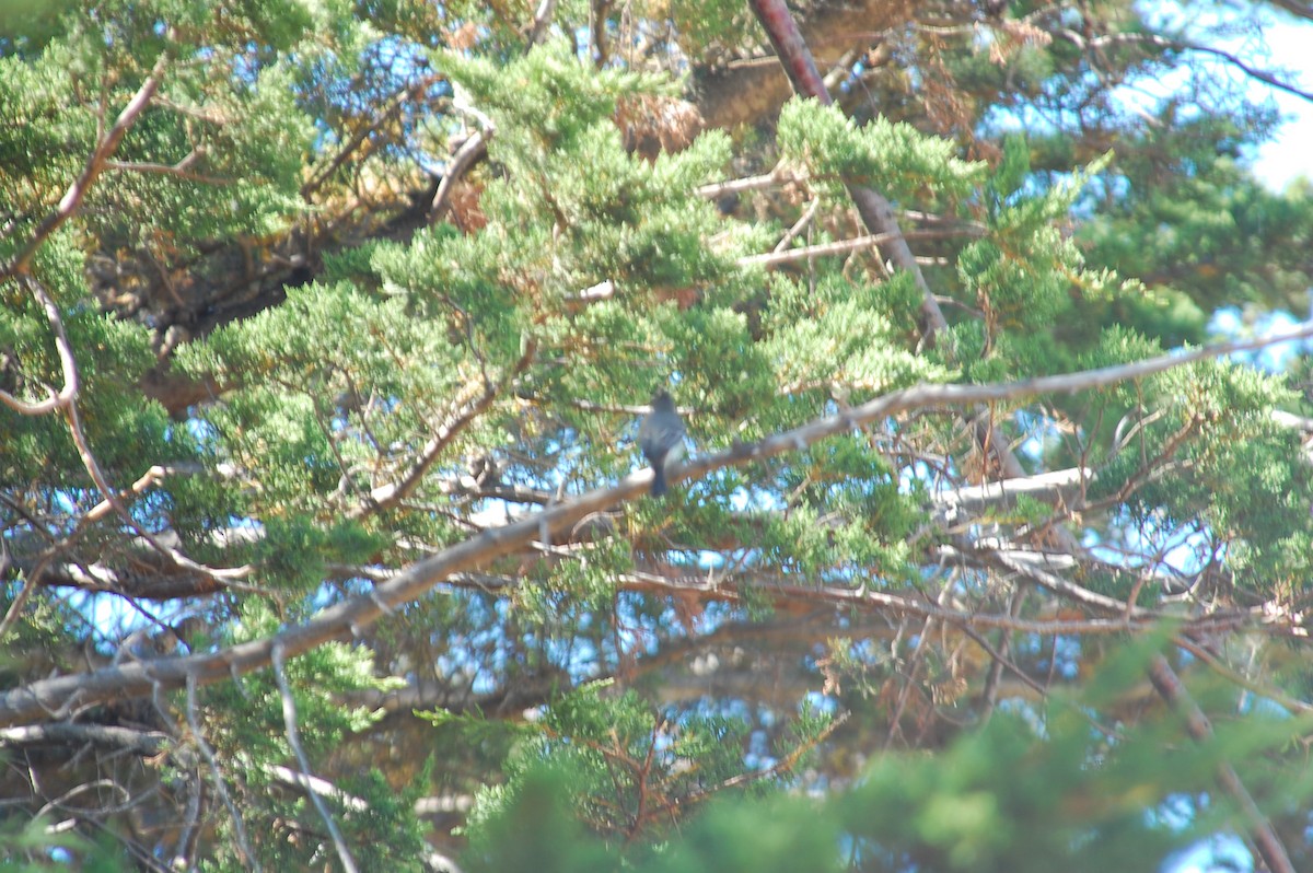 Eastern Wood-Pewee - ML620433430