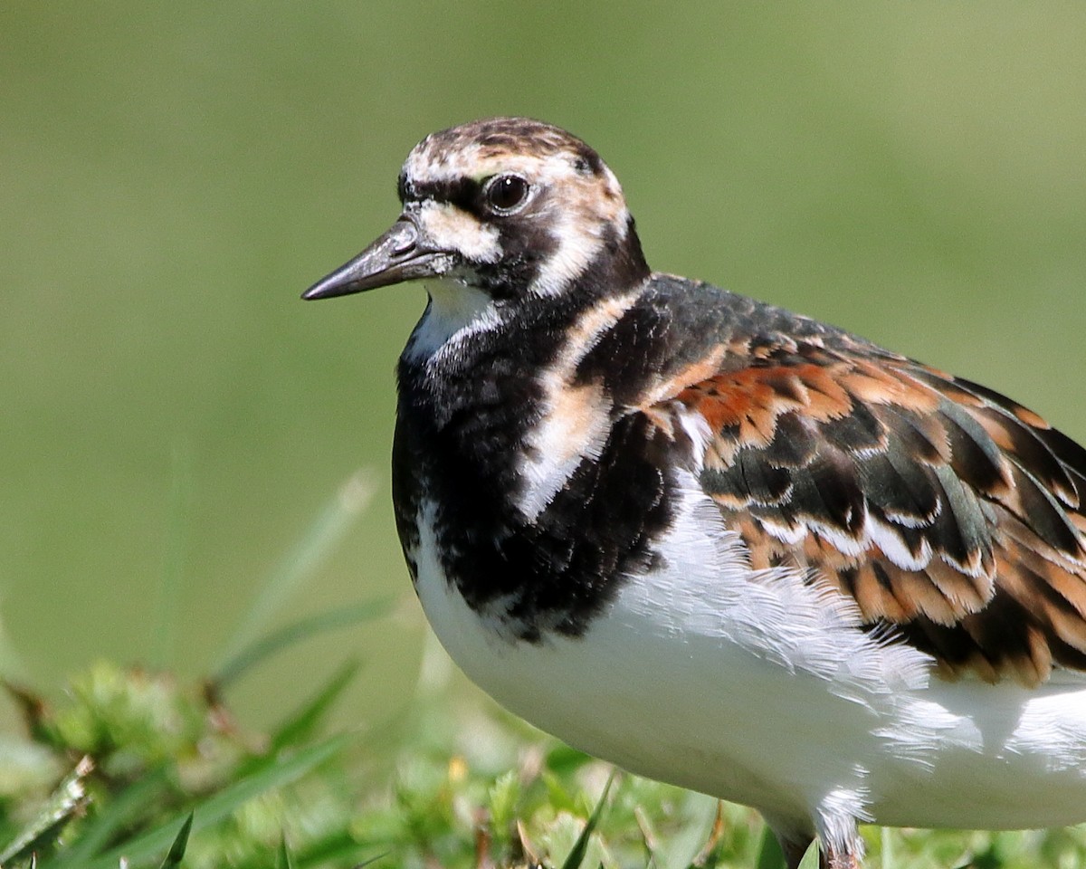 Ruddy Turnstone - ML620433431