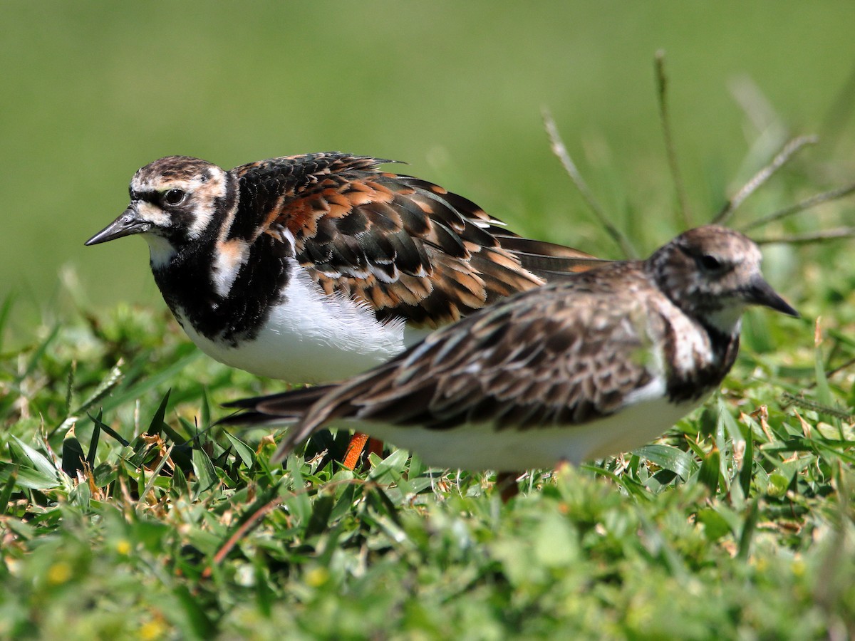 Ruddy Turnstone - ML620433432