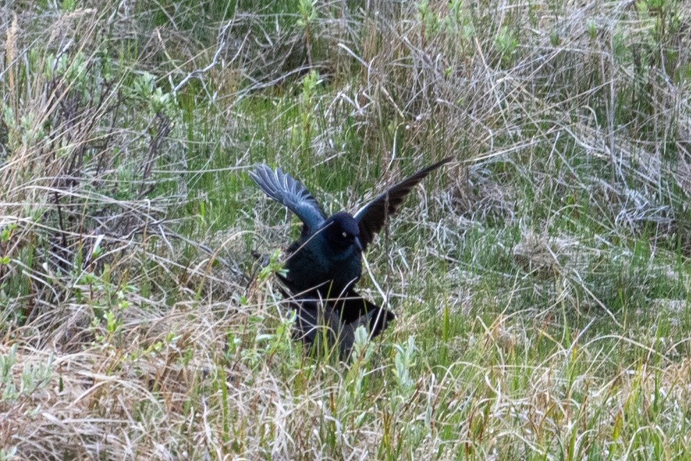 Brewer's Blackbird - ML620433433