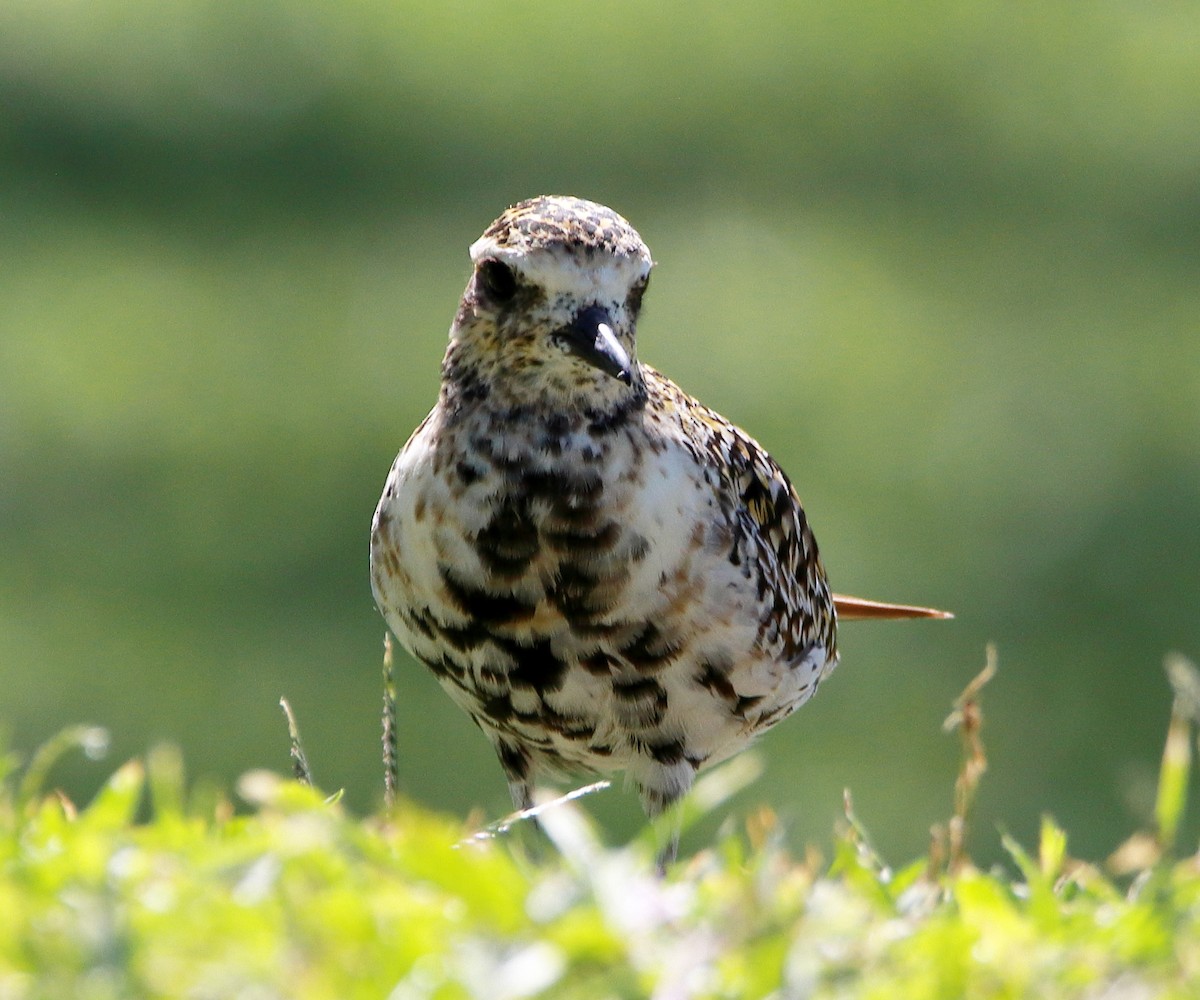 Pacific Golden-Plover - ML620433434