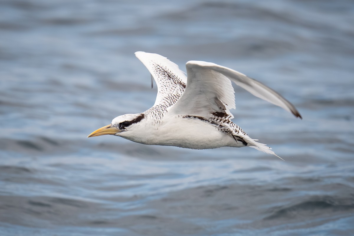 Red-billed Tropicbird - ML620433437