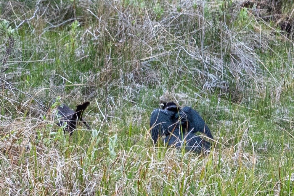 Brewer's Blackbird - ML620433444