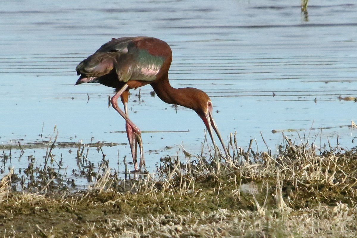 White-faced Ibis - ML620433450