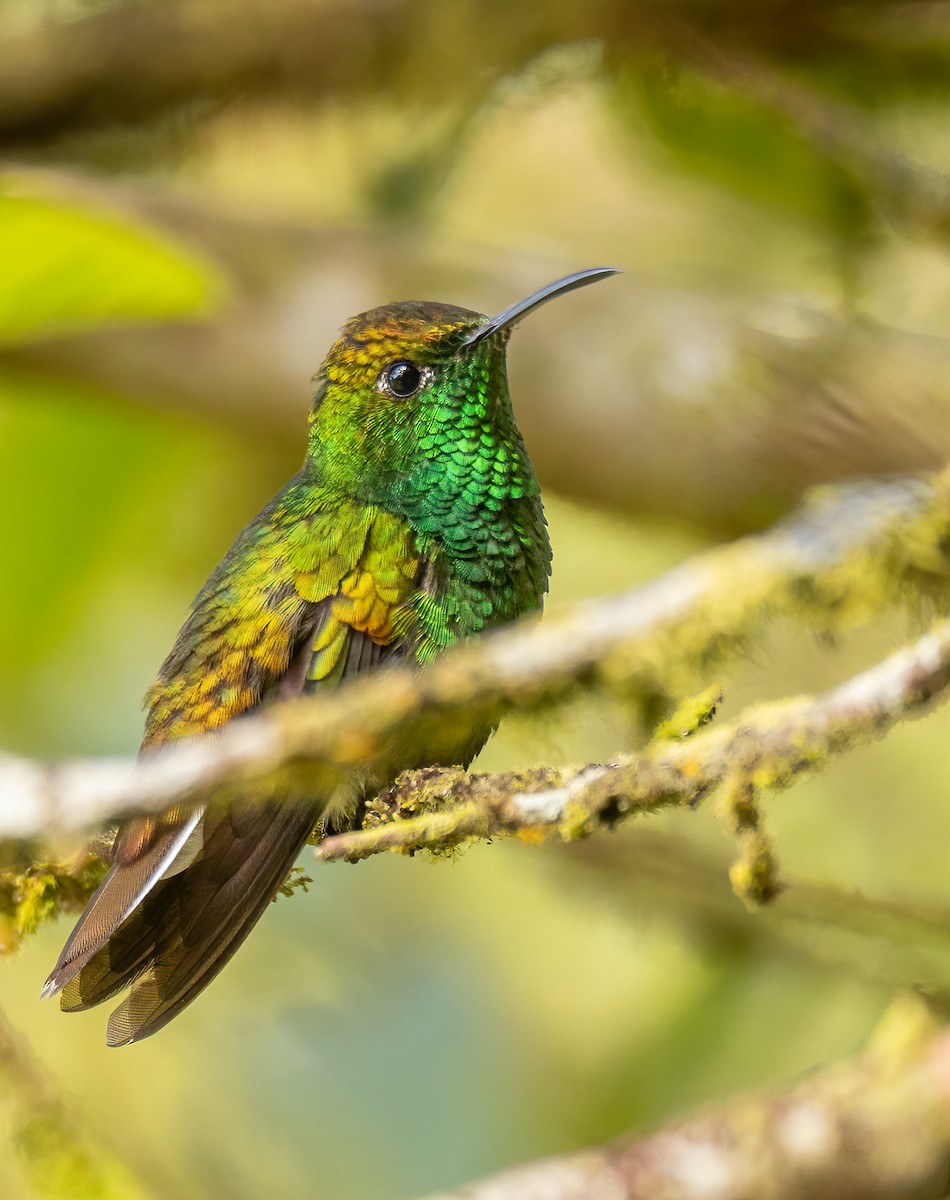 Colibri à tête cuivrée - ML620433456