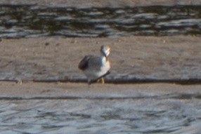 Gray-tailed Tattler - ML620433462