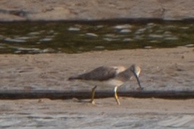 Gray-tailed Tattler - ML620433463