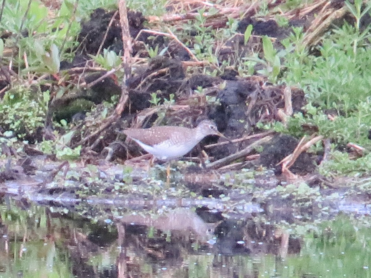 Solitary Sandpiper - ML620433474