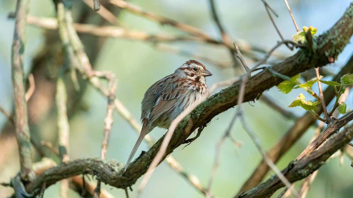 Song Sparrow - ML620433477