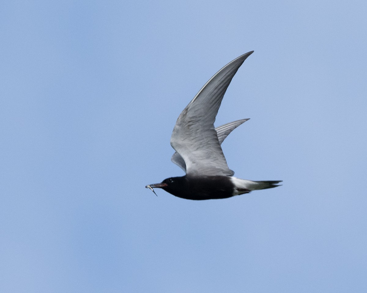 Black Tern - ML620433479