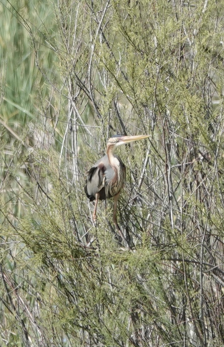 Purple Heron - ML620433487