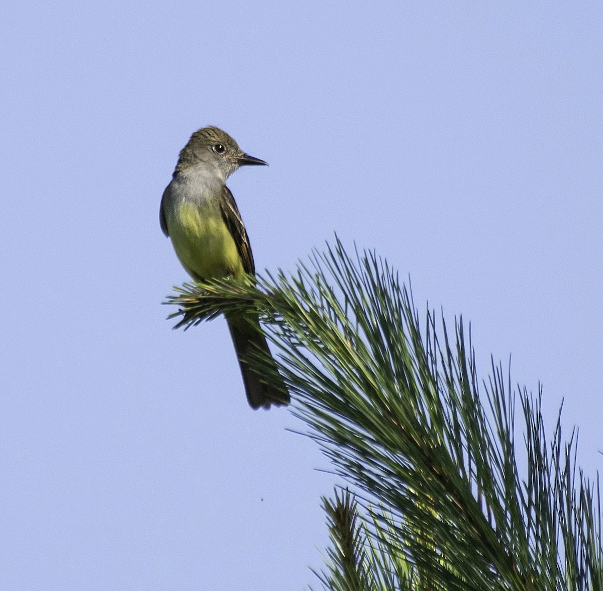 Great Crested Flycatcher - ML620433491