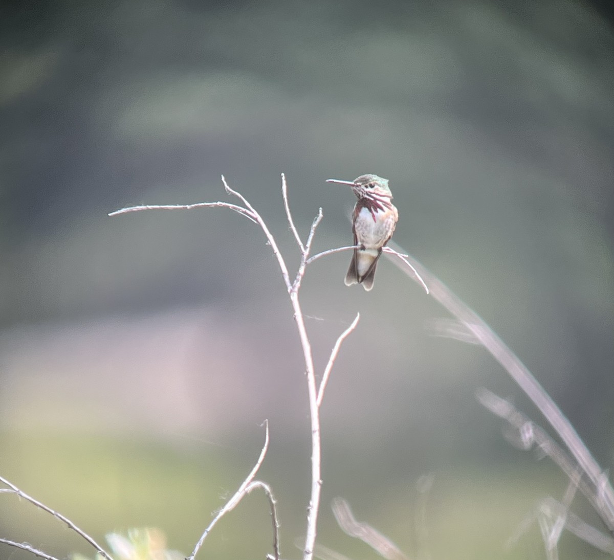 Calliope Hummingbird - ML620433492