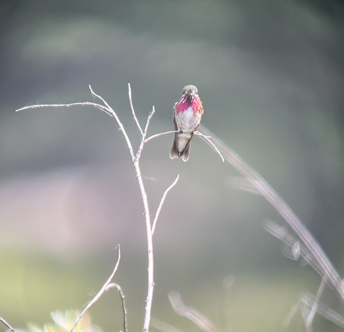 Calliope Hummingbird - ML620433493