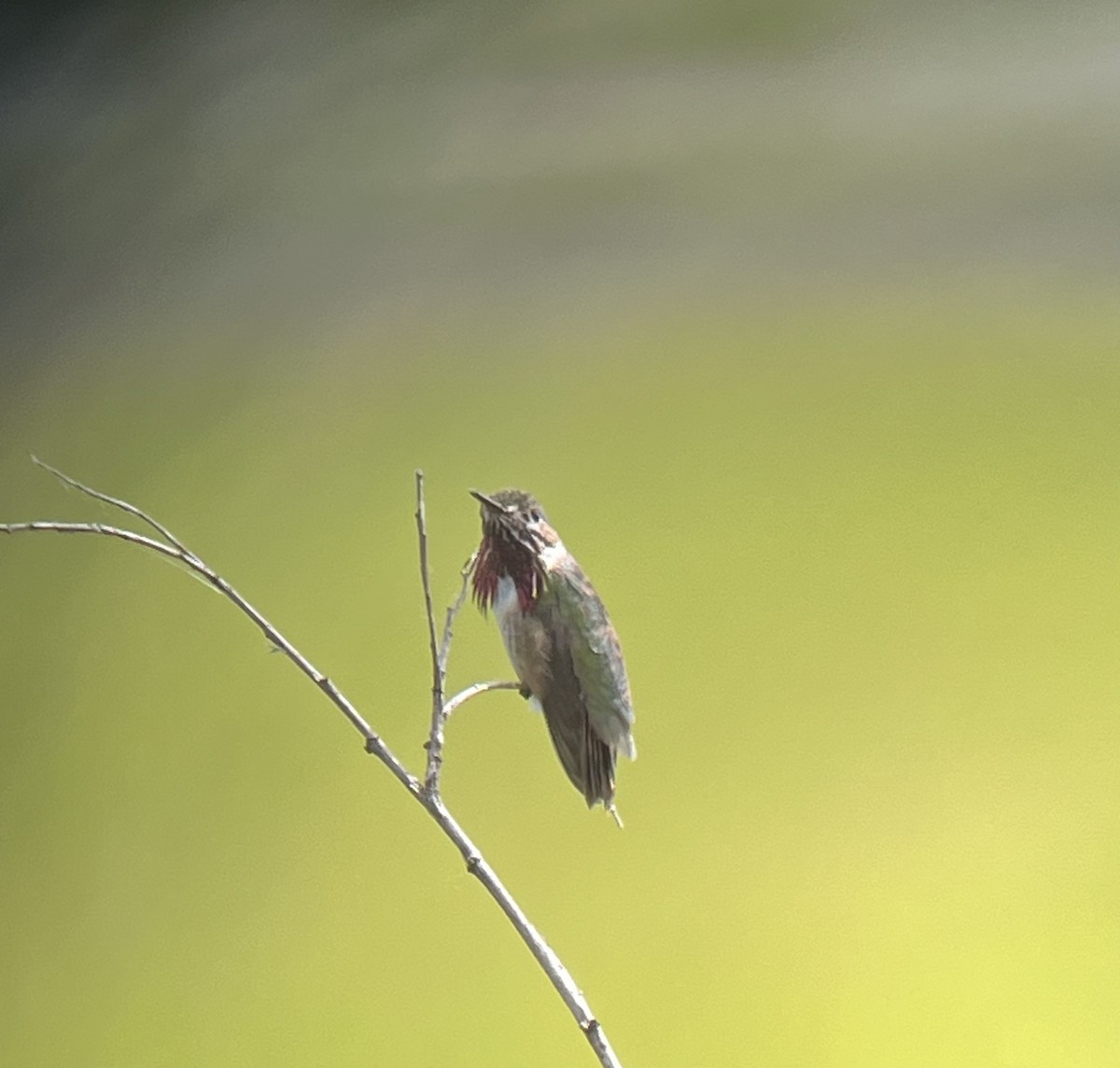 Calliope Hummingbird - ML620433495