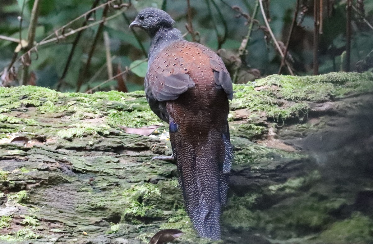 Mountain Peacock-Pheasant - ML620433496