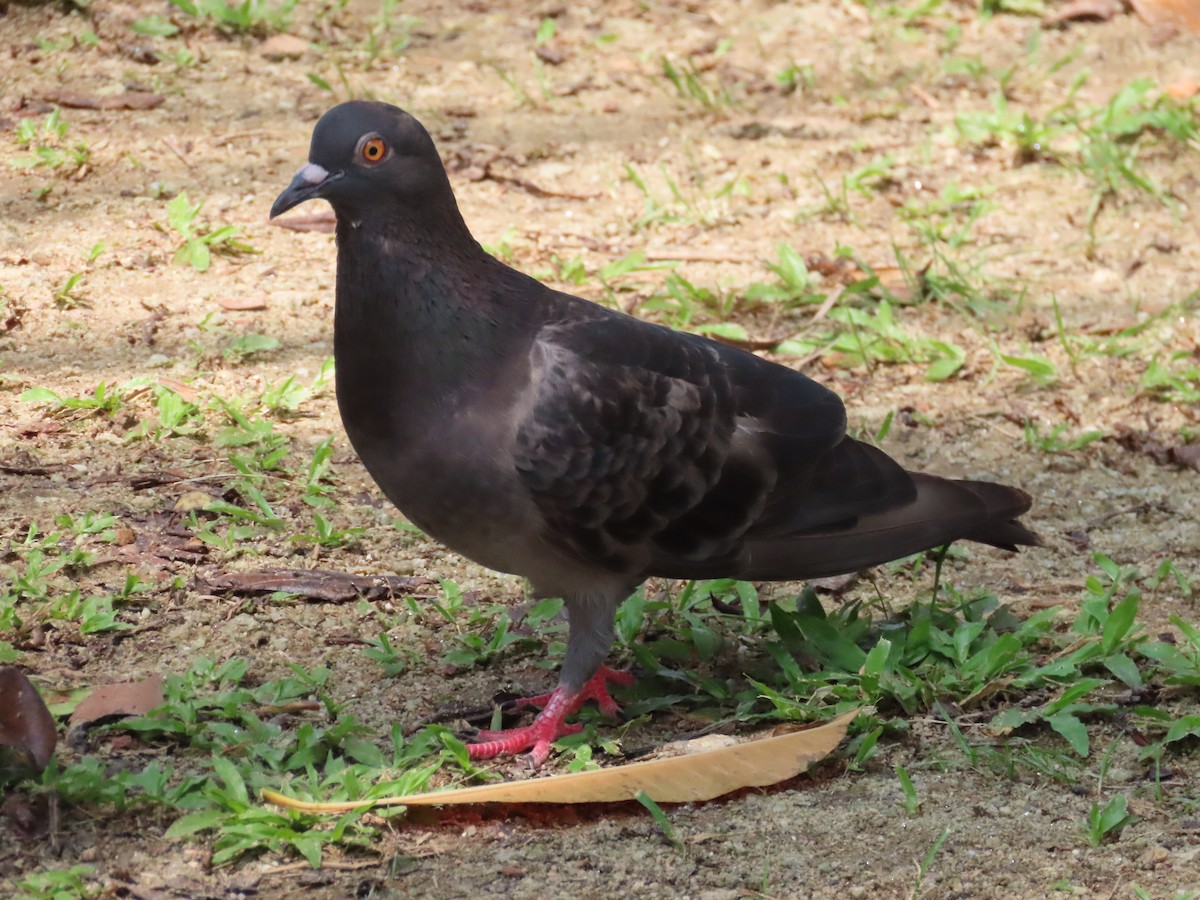 Rock Pigeon (Feral Pigeon) - ML620433498