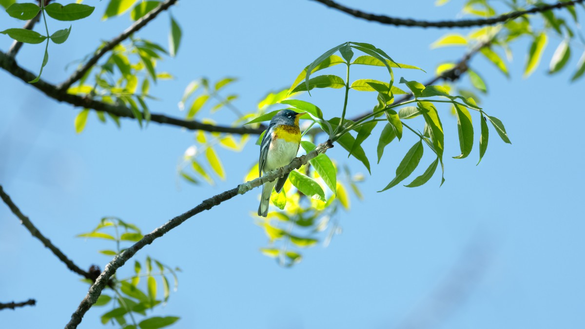 Paruline à collier - ML620433501