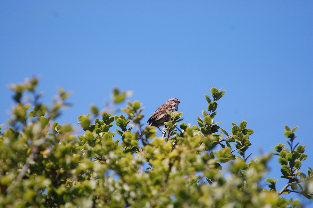 Song Sparrow (heermanni Group) - ML620433506