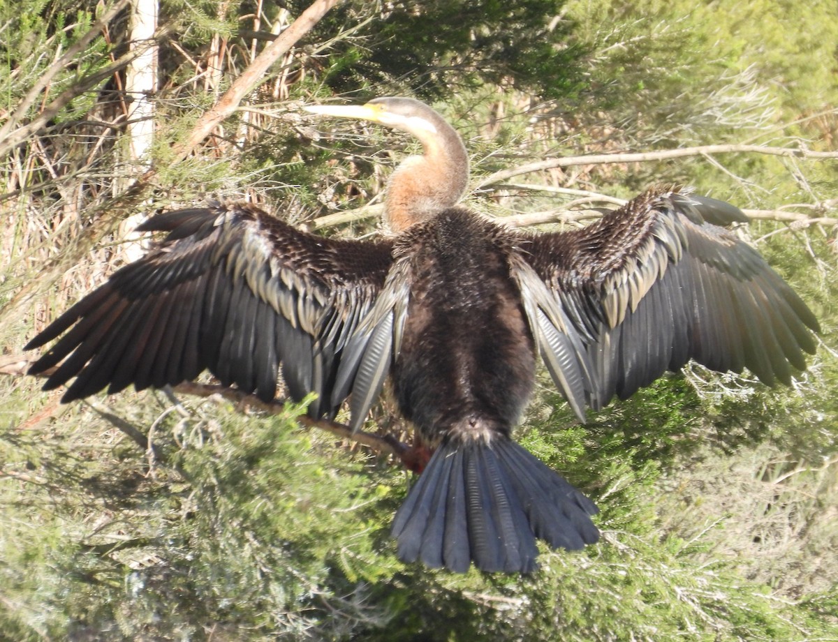 Anhinga Australiana - ML620433508