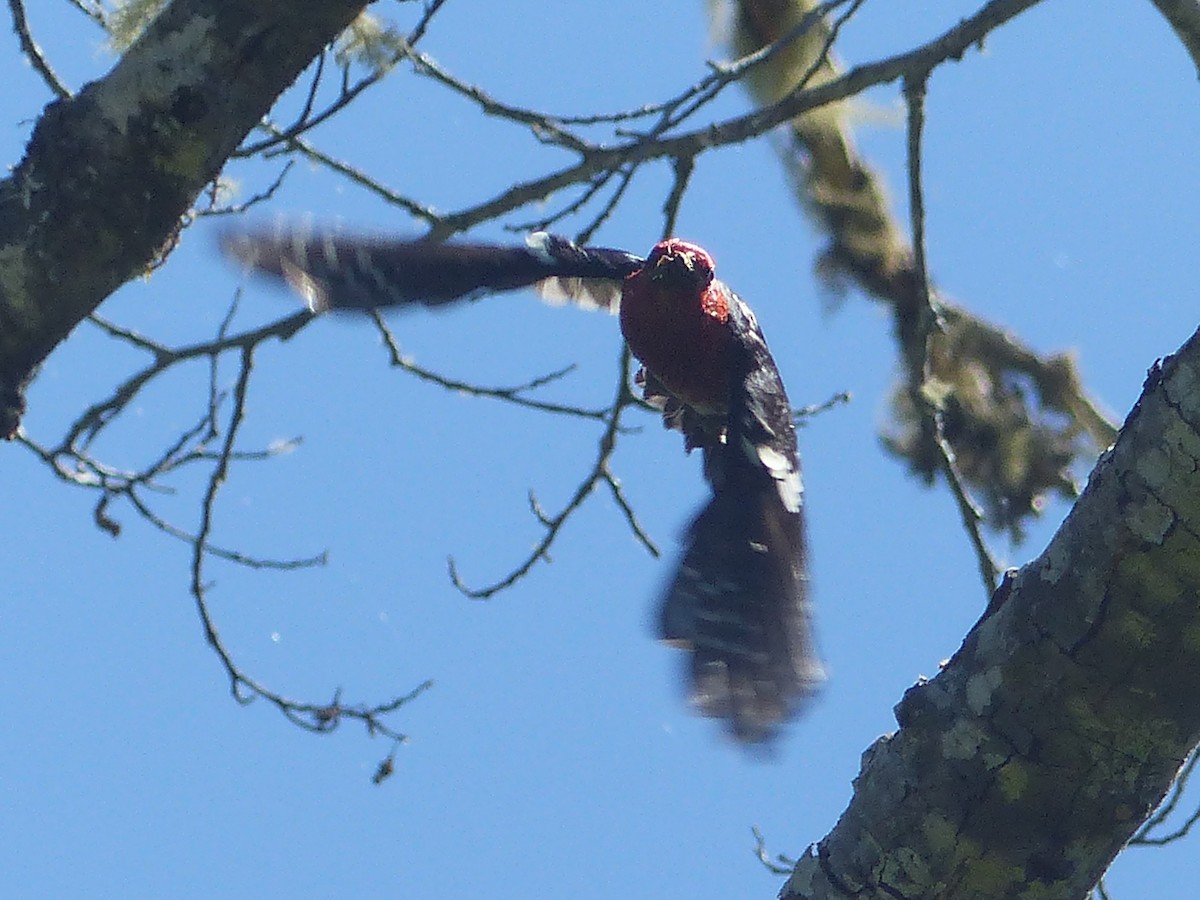 Red-breasted Sapsucker - ML620433517