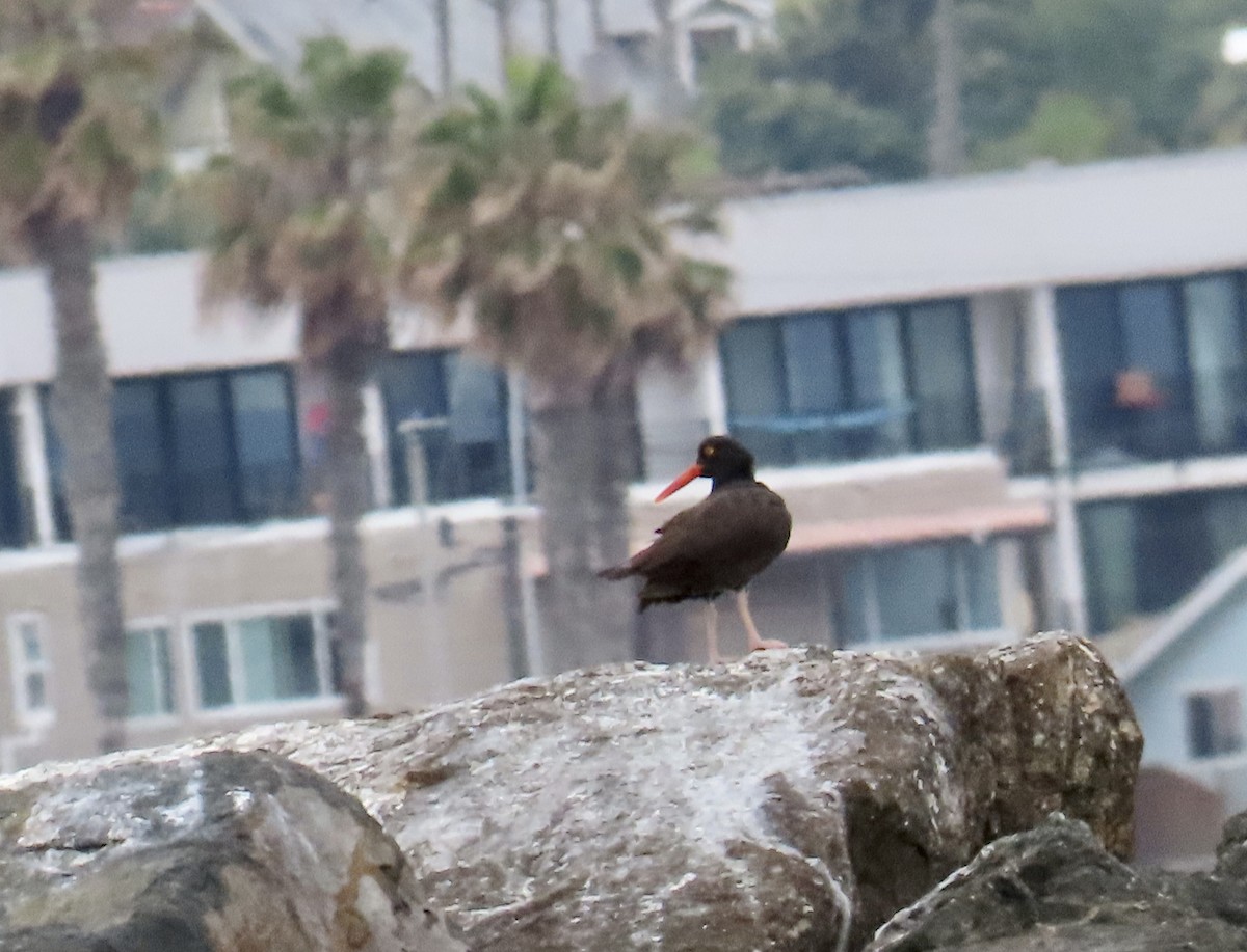 Black Oystercatcher - ML620433521